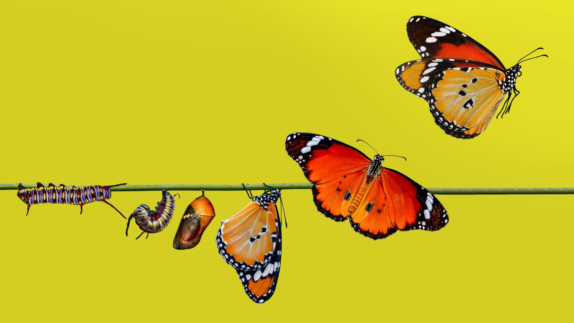 Why Transformation? | Hinesight....for Foresight